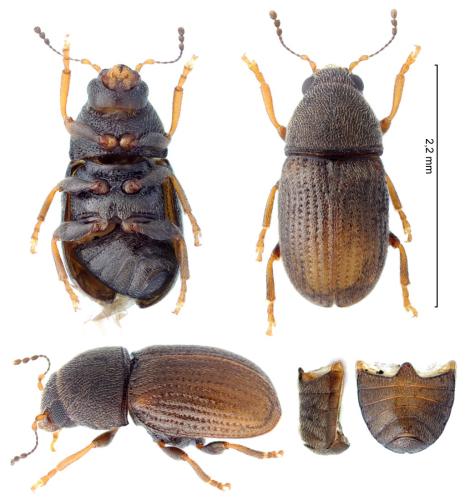 Choragus aurolineatus